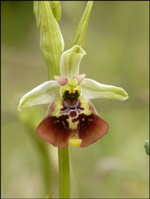 Popolazione ibridogena tra Ophrys lacaitae e Ophrys gracilis
